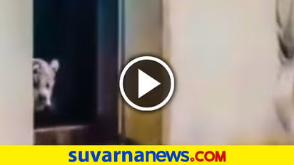 ತಾಯಿಯನ್ನ ಹೆದರಿಸಿದ ಹುಲಿ ಮರಿ... ವಿಡಿಯೋ