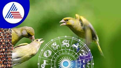 ಹಕ್ಕಿಗಳಿಗೆ ಆಹಾರ ನೀಡಿ ಅದೃಷ್ಟ ಹೆಚ್ಚಿಸ್ಕೊಳೋದು ಹೇಗೆ?