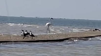 Pink Floyd flamingo : 17 വർഷങ്ങൾക്ക് മുമ്പ് മൃഗശാലയിൽ നിന്നും മുങ്ങി, ഫ്ലമിംഗോയെ ടെക്സാസിൽ കണ്ടെത്തി