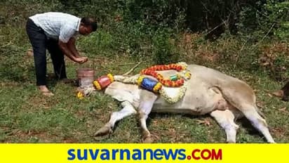 ಮಲೆನಾಡಿನ ಪ್ರಖ್ಯಾತ ಮಿಲನ್ ಇನ್ನಿಲ್ಲ: ಪಶುವೈದ್ಯಾಧಿಕಾರಿಗಳ ನಿರ್ಲಕ್ಷಕ್ಕೆ ಮೂಕಪ್ರಾಣಿ ಬಲಿ?