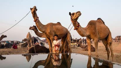 राजस्थान में भीषण गर्मी से हाहाकार: कई जिलों में हीट वेव अर्लट, सड़कों पर सन्नाटा, मौसम विभाग ने बताई ये वजह