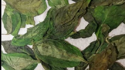 ঝরে পড়া শুকনো তুলসী পাতা খুলে দেবে অর্থভাগ্য, এই টোটকা ম্যাজিকের মতো কাজ করে