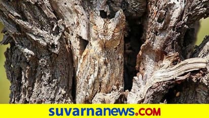 Super Photo: ಈ ಚಿತ್ರದಲ್ಲಿ ಅಡಗಿರುವ ಪಕ್ಷಿ ಗುರುತಿಸಿ... ಅದ್ಭುತ ಪೋಟೋ!