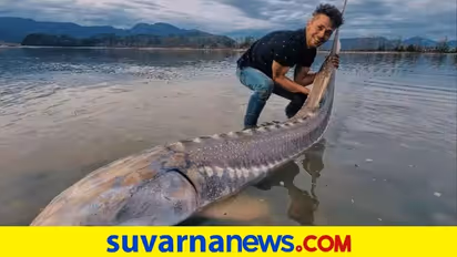 ಲಿವಿಂಗ್ ಡೈನೋಸಾರ್ ಎಂದು ಕರೆಯಲ್ಪಡುವ ಭಾರಿ ಗಾತ್ರದ ಮೀನು ಬಲೆಗೆ