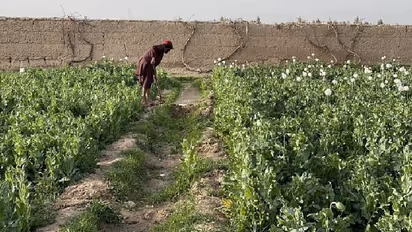 അഫ്ഗാനിസ്ഥാനിൽ കറുപ്പ് നിരോധിച്ച് താലിബാൻ, വിളവെടുപ്പ് തുടർന്നാൽ വിളകൾ കത്തിക്കുമെന്നും മുന്നറിയിപ്പ്