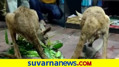 ಪಶ್ಚಿಮ ಬಂಗಾಳದಲ್ಲಿ ಕಾಂಗರೂಗಳ ಓಡಾಟ ಪತ್ತೆ: ವಿಡಿಯೋ ವೈರಲ್‌