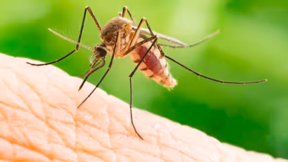 Dengue Fever : ഡെങ്കിപ്പനി, ചിക്കുൻഗുനിയ എന്നിവ പടരുന്നത് നിയന്ത്രിക്കാൻ പരീക്ഷണവുമായി ഗവേഷകർ