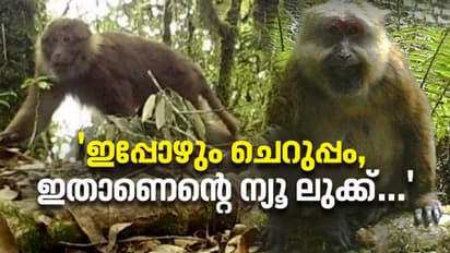 വെളുത്ത കവിൾത്തടങ്ങൾ, കഴുത്തിൽ നീളമുള്ളതും കട്ടിയുള്ളതുമായ രോമങ്ങൾ; അപൂർവ്വയിനം ആൾക്കുരങ്ങിനെ കണ്ടെത്തി
