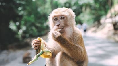 China to send monkeys into space to study zero-gravity reproduction: Report