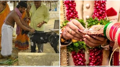 ஆட்டை திருமணம் செய்த 90 கிட்ஸ் இளைஞர்...! தோஷ நிவர்த்திக்காக இப்படியா..?