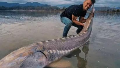 'ജീവിച്ചിരിക്കുന്ന ദിനോസർ', യുവാവിനെ അമ്പരപ്പിച്ച് പിടിയിലായത് ഭീമൻ കടൽക്കൂരി