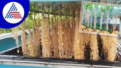 Aeroponic Agriculture: ಮಣ್ಣಿನಡಿ ಮಾತ್ರವಲ್ಲ, ಗಾಳಿಯಲ್ಲೂ ಬೆಳೆಯುತ್ತೆ ಆಲೂಗಡ್ಡೆ!