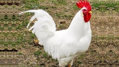 मध्य प्रदेश का दिलचस्प मामला: एक मुर्गे की वजह से देवरानी-जेठानी बन गईं दुश्मन, पति-पत्नी ने जहर तक खा लिया