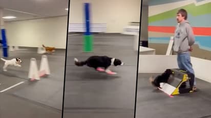 Dogs competing in a hurdle race will make your day; watch