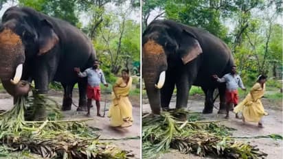 Amrutha nair : ആനയ്ക്കൊപ്പം; രസകരമായ ചിത്രങ്ങളുമായി അമൃത നായര്