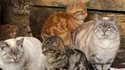 ഉടമ മരിച്ചു, വീട്ടിൽ കണ്ടെത്തിയത് പരസ്പരം പോരടിച്ചും വിശന്നും കഴിയുന്ന 40 പൂച്ചകളെ