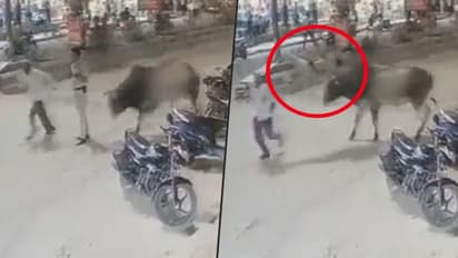 Delhi cop thrown into air after a bull attacks; watch horrifying video