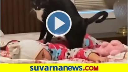 ಹಾಲುಗಲ್ಲದ ಕೂಸಿಗೆ ಮಸಾಜ್ ಮಾಡುವ ಬೆಕ್ಕು: ವಿಡಿಯೋ ವೈರಲ್