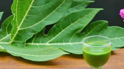 रहिए अलर्ट! डेंगू के लक्षण दिखें तो इस रामबाण औषधि का करें इस्तेमाल, प्लेटलेट्स काउंट्स बढ़ जाएंगे