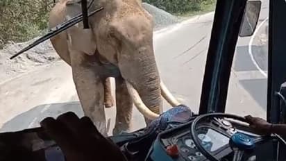 ఈ డ్రైవర్ మిస్టర్ కూల్.. అడవి ఏనుగు వచ్చి ఎదురుగా నిలబడ్డా.. తొణకలేదు.. బెణకలేదు.. వైరల్ అవుతున్న వీడియో...