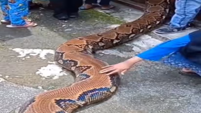 OMG! बाजार में निकला खतरनाक सांप, बड़ों की निकली चीख, बच्चे खिलौना समझ खेलने लगे, Video में देखें आगे क्या हुआ