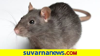 ದೇವರ ದೀಪದಿಂದ ಬತ್ತಿ ಹೊತ್ತೊಯ್ದು ಮನೆಗೆ ಬೆಂಕಿ ಹಚ್ಚಿದ ಇಲಿ