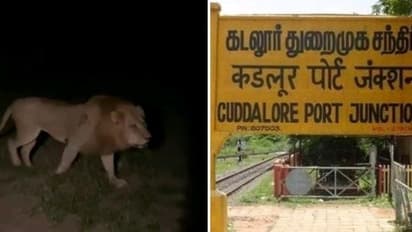 கடலூரில் உலாவிய சிங்கம் ?பீதியில் வீட்டிற்குள் தஞ்சமடைந்த பொதுமக்கள்..!