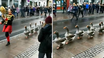 Ever seen a swan parade? Watch this incredible video