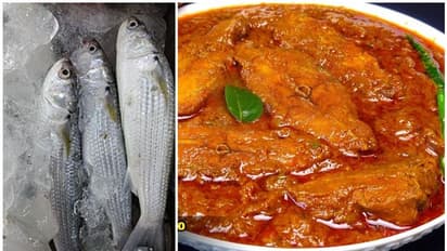 രുചികളിലെ രാജാവ്, അങ്ങ് ദില്ലിയിൽ വരെ പിടി; എന്താണ് തിരുത മീനിന്റെ പ്രത്യേകത