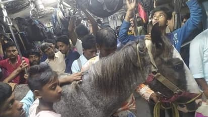 ট্রেনের কামড়ায় আস্ত ঘোড়ার ছবি ভাইরাল, বসতে না পারায় অনেকেরই মেজাজ সপ্তম ডিগ্রিতে