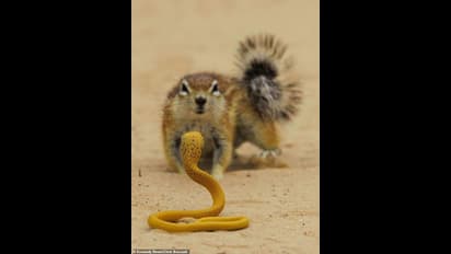 squirrel and cobra: അങ്കം എന്നോടോ ? എന്നാലൊരു കൈ നോക്കാം; മൂര്‍ഖനുമായി കോര്‍ത്ത് അണ്ണാന്‍  