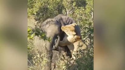 ആനയെ വേട്ടയാടാൻ ശ്രമിച്ച് വാലും പൊക്കി ഓടേണ്ടി വന്ന സിംഹം, വൈറലായി വീഡിയോ