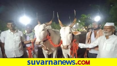 Vijayapura: ಭಲೇ ಬಸವ: ರೈತನಿಗೆ ಚಿನ್ನ ಗೆದ್ದುಕೊಟ್ಟ ಬಂಗಾರದಂತ ಎತ್ತುಗಳು..!