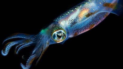 ഓന്തുകൾ മാത്രമല്ല, കൂന്തളും നിറം മാറും, പുതിയ വെളിപ്പെടുത്തലുമായി ഗവേഷകർ