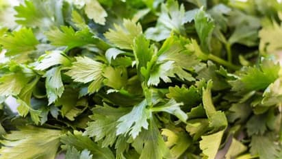 സെലറിയുടെ ഈ ​ഗുണങ്ങൾ അറിയാതെ പോകരുത് 