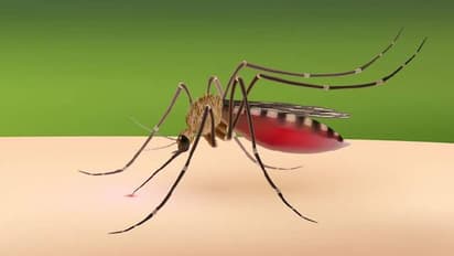 കൊതുകിനെ തുരത്താൻ ഇതാ ചില വഴികൾ