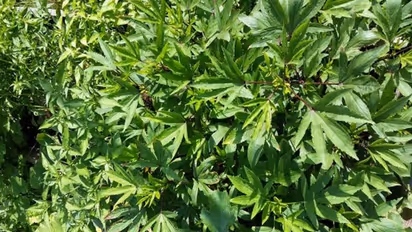 మధుమేహంతో బాధపడుతున్నారా.. ఇది తీసుకుంటే మీ శరీరంలో వచ్చే అద్భుత మార్పులు ఇవే!