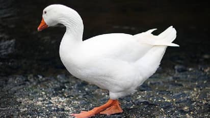 പ്രായമായവരെ ആക്രമിക്കുന്നു, കുട്ടികളെ ഓടിക്കുന്നു, രണ്ട് വാത്തകളെ 'നിരോധിച്ച്' കനാൽ