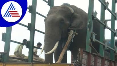 Chikkamagaluru: ರೈತರ ಗೆದ್ದೆ ತೋಟಗಳಿಗೆ ದಾಳಿ ಮಾಡುತ್ತಿದ್ದ ಕಾಡಾನೆ ಸೆರೆ