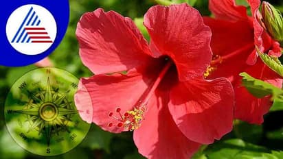 Vastu tips: ಮನೆಯಲ್ಲಿ ಪಾಸಿಟಿವ್ ಎನರ್ಜಿಗೆ ದಾಸವಾಳ ಸೂತ್ರ