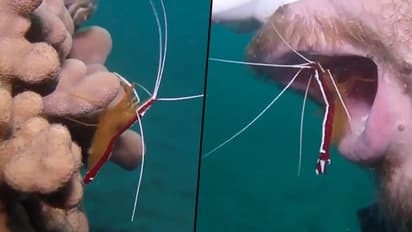 Watch how a shrimp cleans scuba diver’s teeth in ocean