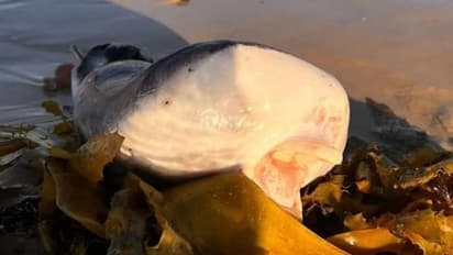 മനുഷ്യന്റെ ചുണ്ടുകളുമായി 'അപൂർവജീവി' തീരത്തടിഞ്ഞു, ഇതെന്ത് ജീവി എന്ന് സോഷ്യൽ മീഡിയ