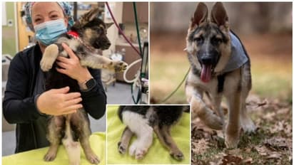 German Shepherd Dog :  നാല് വൃഷണങ്ങൾ, രണ്ട് ലിംഗങ്ങൾ, ആറ് കാലുകളുമായി ജനിച്ച് നായ; ശസ്ത്രക്രിയ വിജയകരം
