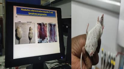 Special Story: बीएचयू में कैंसर पर हुआ शोध, नीम की पत्ती और फूल में पाए जाने वाले निंबोलाइड्स से होगा इलाज