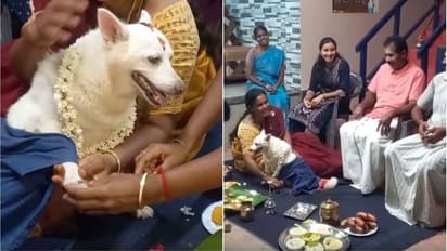 মা হবে বাড়ির 'মেয়ে', চুড়ি-মালায় সাজিয়ে পোষ্যর সাধভক্ষণ অনুষ্ঠানে এলাহি আয়োজন পরিবারের