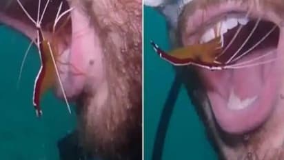 इस झींगे ने समुद्र में गोताखोर के साथ जो किया उसे देखकर हो जाएंगे हैरान, वीडियो वायरल 
