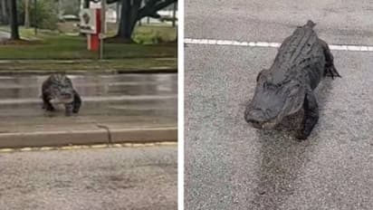 റോഡ് മുറിച്ച് കടന്ന് മുതല, ക്ഷമയോടെ നിർത്തിയിട്ട വാഹനങ്ങൾ, വീഡിയോ വൈറൽ