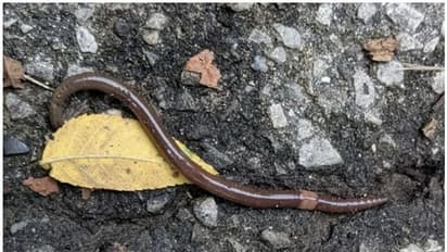 Jumping Worm :  ഈ മണ്ണിര പ്രശ്നക്കാരനോ? യുഎസിലെ വിവിധയിടങ്ങളില്‍ വ്യാപിക്കുന്നതായി റിപ്പോർട്ട്