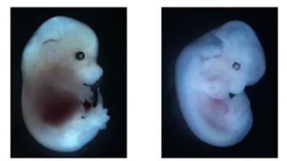 ഭാവിയില്‍ അച്ഛനില്ലാതെ കുഞ്ഞുങ്ങള്‍ സാധ്യമാണെന്ന് ചൈനീസ് ശാസ്ത്രജ്ഞർ