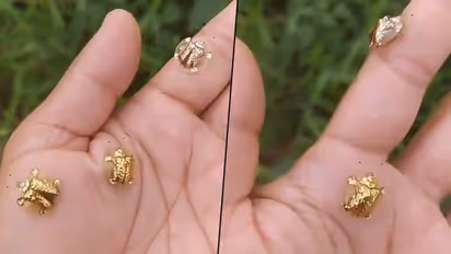 Have you seen golden tortoise beetles? The viral video has left leaves netizens amazed!